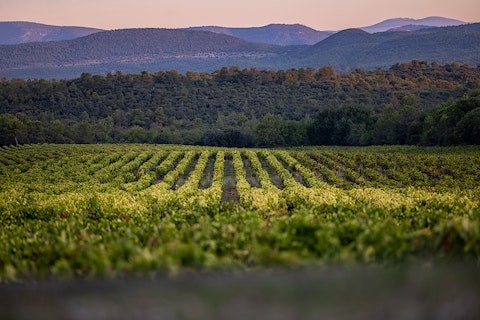 AIX Rosé Harvest 2021 Winery Maison Saint Aix Provence 4